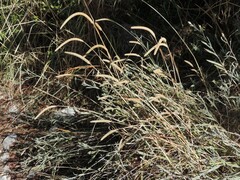 Phleum pratense pratense