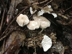 Pseudobaeospora