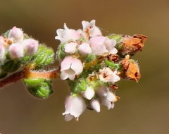 Erica oreotragus