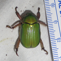 Chrysina lecontei