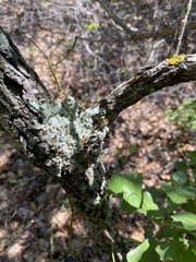 Punctelia bolliana