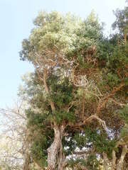 Diospyros aculeata