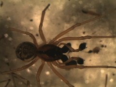 Pachygnatha listeri