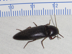 Diplostethus opacicollis