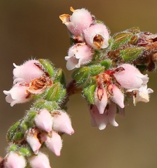 Erica oreotragus