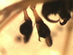 Pachygnatha listeri