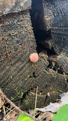 Tubifera ferruginosa