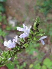 Salvia longispicata