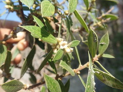 Diospyros aculeata