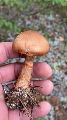 Cortinarius armillatus
