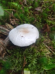Amanita abrupta