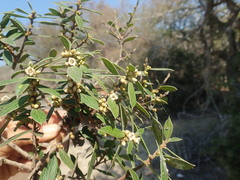 Diospyros aculeata