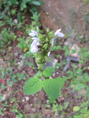 Salvia longispicata