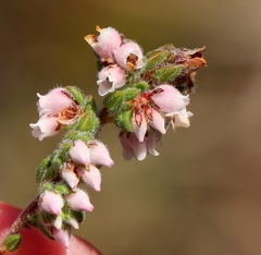 Erica oreotragus