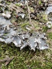 Peltigera praetextata