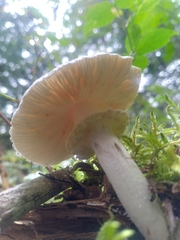 Amanita abrupta