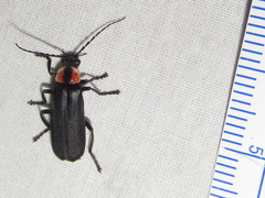 Discodon bipunctatum