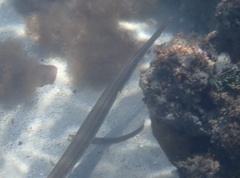 Aulostomus maculatus