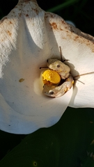 Hyperolius marmoratus