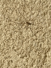 Pholcidae