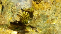 Theodoxus fluviatilis