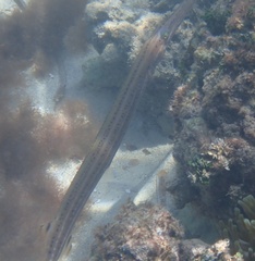 Aulostomus maculatus