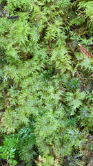 Hylocomium splendens