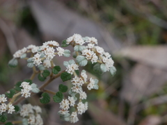 Spyridium parvifolium
