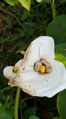 Hyperolius marmoratus