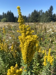 Solidago lepida