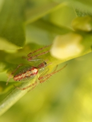 Araneus talipedatus