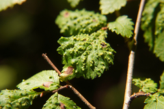 Aceria campestricola