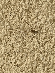 Pholcidae