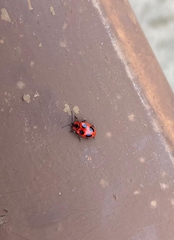 Endomychus coccineus