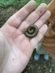 Narceus americanus