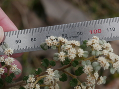Spyridium parvifolium