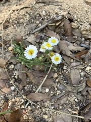 Erigeron divergens