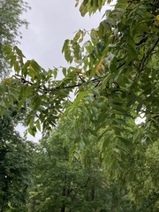 Juglans nigra