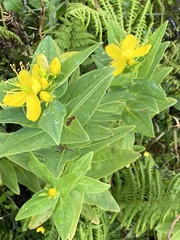 Hypericum foliosum