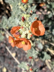 Sphaeralcea parvifolia