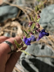 Scutellaria