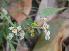 Spyridium parvifolium