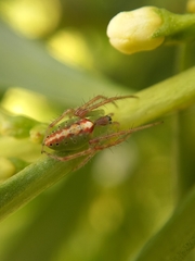Araneus talipedatus