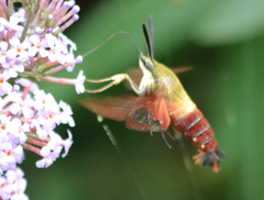 Hemaris thysbe