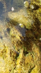 Theodoxus fluviatilis