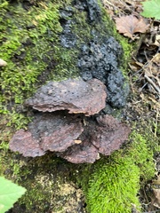 Hymenochaete rubiginosa