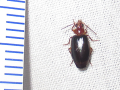 Lebia