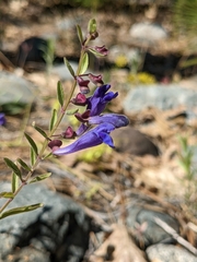 Scutellaria