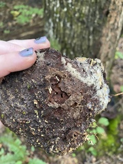 Hymenochaete rubiginosa