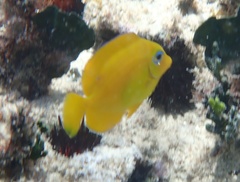 Acanthurus coeruleus